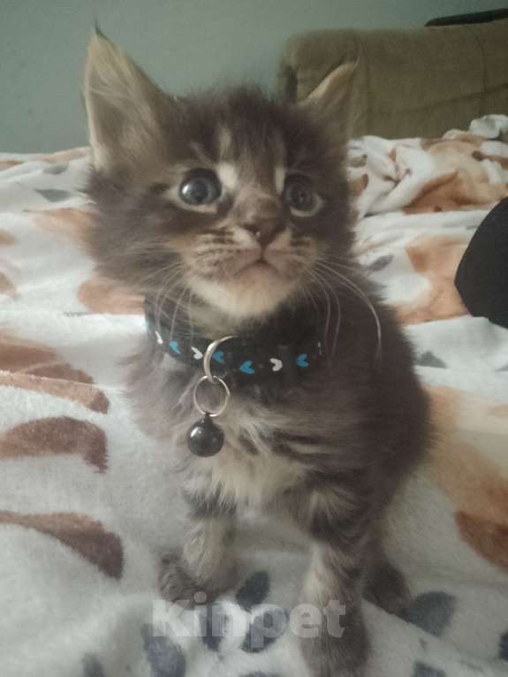 Кошки в Астрахани: Мейн-куны Разнополые, 12 000 руб. - фото 6