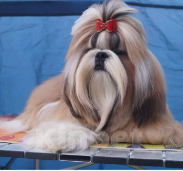 Собаки в Ярославле: девочки ши-цу Девочка, 50 000 руб. - фото 6