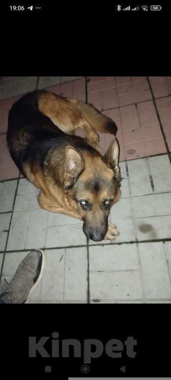 Собаки в Симферополе: Пропал пес немец Мальчик, 500 руб. - фото 1