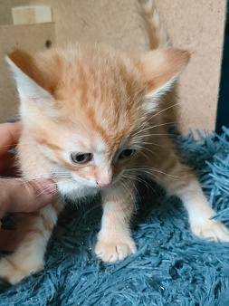 котенок даром