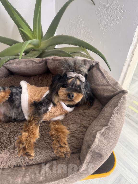 Собаки в Москве: Мальтипу мерле подрощенный мальчик  Мальчик, 100 000 руб. - фото 6