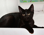 Кошки в Калуге: Черный Перчик. Классный котенок в добрые руки. Мальчик, Бесплатно - фото 6