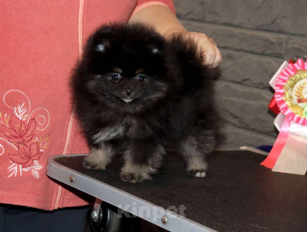 Собаки в Москве: самая ЯРКАЯ девочка шпица Девочка, 55 000 руб. - фото 4