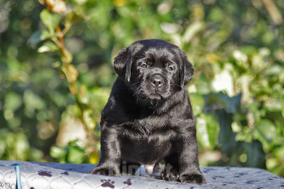 Собаки в Новороссийске: Великолепный малыш из питомника  Мальчик, 90 000 руб. - фото 2