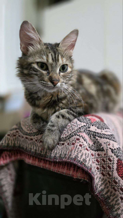 Кошки в Москве: ласкова кошка с уникальным окрасом  Девочка, Бесплатно - фото 5