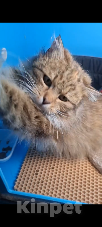 Кошки в Санкт-Петербурге: Кошечка Девочка, Бесплатно - фото 3