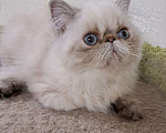 Кошки в Нижнем Новгороде: Котенок персидской породы Мальчик, Бесплатно - фото 1