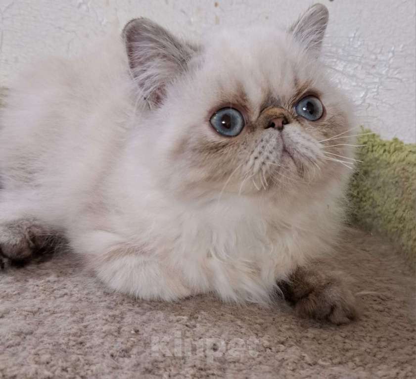 Кошки в Нижнем Новгороде: Котенок персидской породы Мальчик, Бесплатно - фото 1