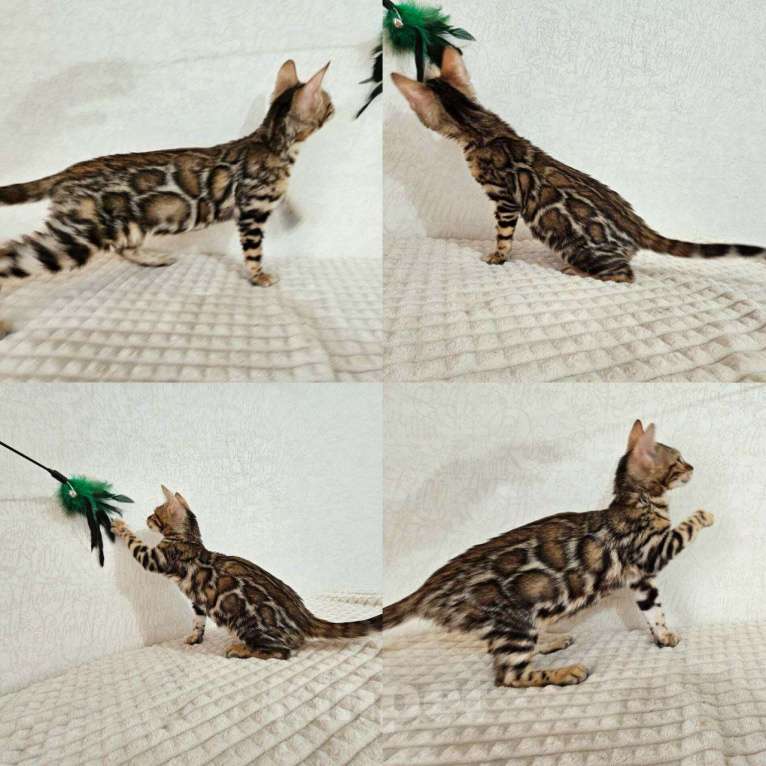 Кошки в Москве: Бенгальский котенок Девочка, Бесплатно - фото 1