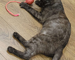 Кошки в Красноярске: Кошечка хищница Девочка, Бесплатно - фото 1