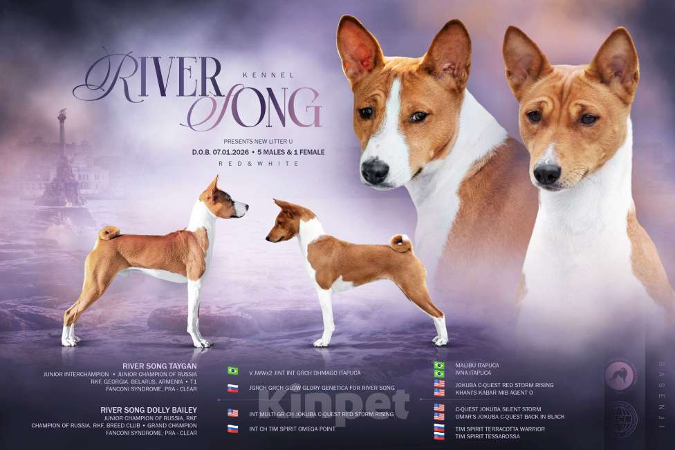 Собаки в Севастополе: Мальчики басенджи Мальчик, Бесплатно - фото 9