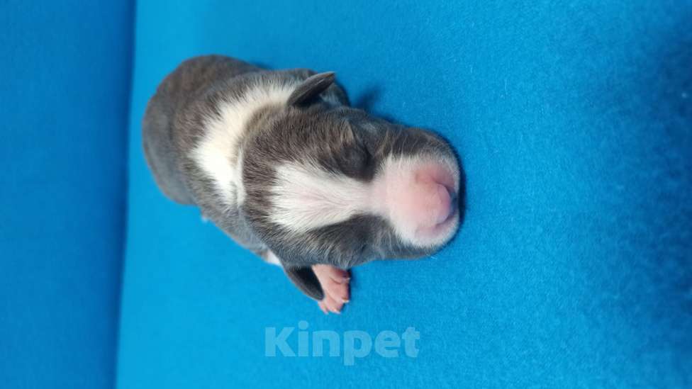 Собаки в Санкт-Петербурге: Кобель 2 Мальчик, Бесплатно - фото 2