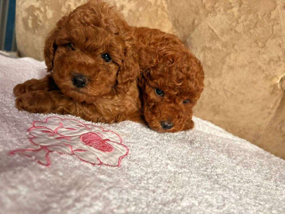 Собаки в Москве: Красные парни тойпудель Мальчик, 85 000 руб. - фото 1