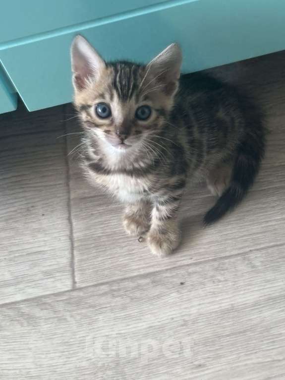 Кошки в других городах Саратовской области: Бенгальская кошечка Девочка, 10 000 руб. - фото 2