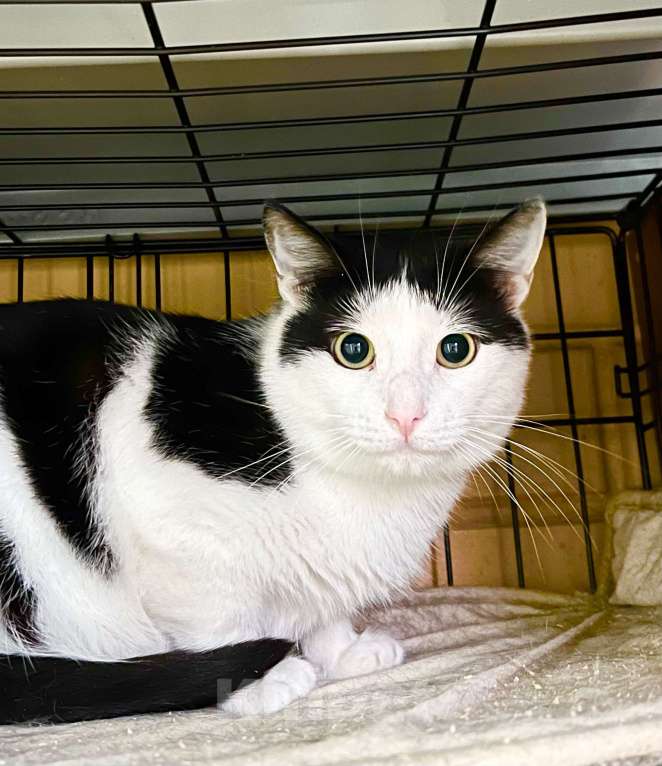 Кошки в Москве: Очень душевный котик Макс в добрые руки Мальчик, Бесплатно - фото 5