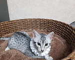Кошки в Санкт-Петербурге: Котята редкой породы Египетская мау  Девочка, Бесплатно - фото 2