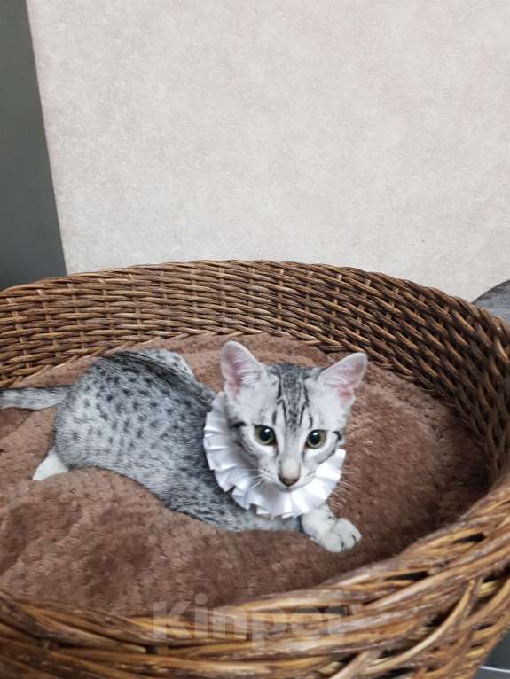 Кошки в Санкт-Петербурге: Котята редкой породы Египетская мау  Девочка, Бесплатно - фото 2