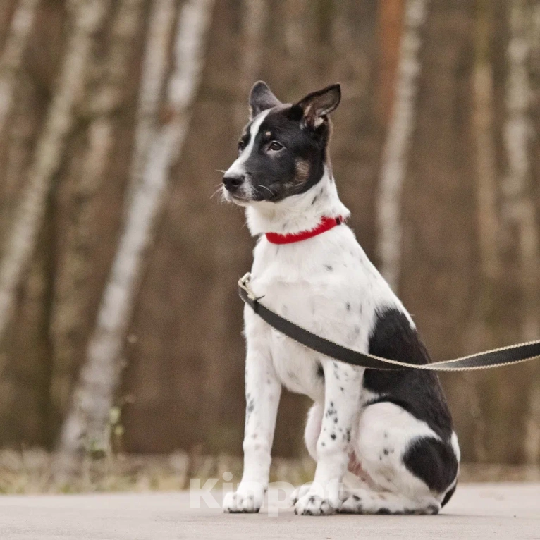 Собаки в Москве: Спайк якутенок Мальчик, Бесплатно - фото 2