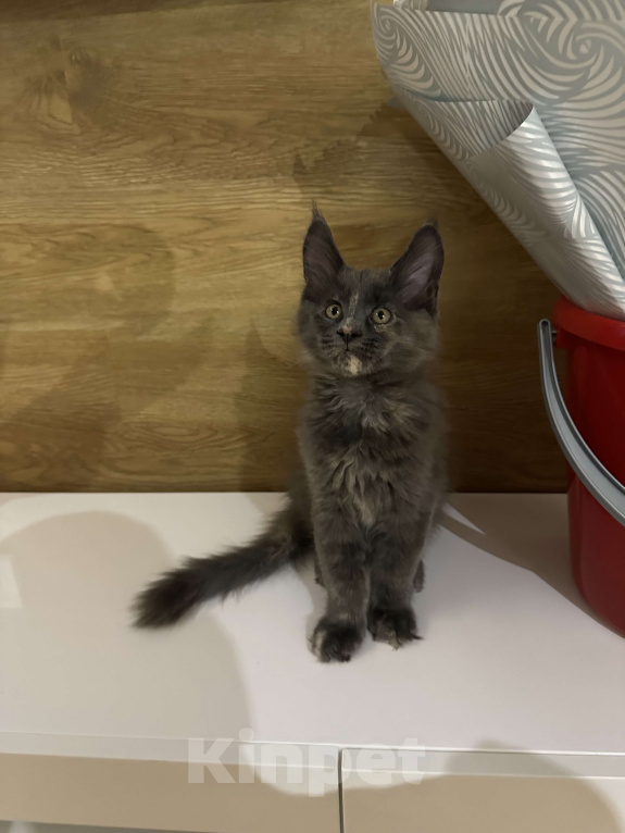 Кошки в Москве: Ласковая кошечка Мэйн-кун Девочка, 60 000 руб. - фото 2