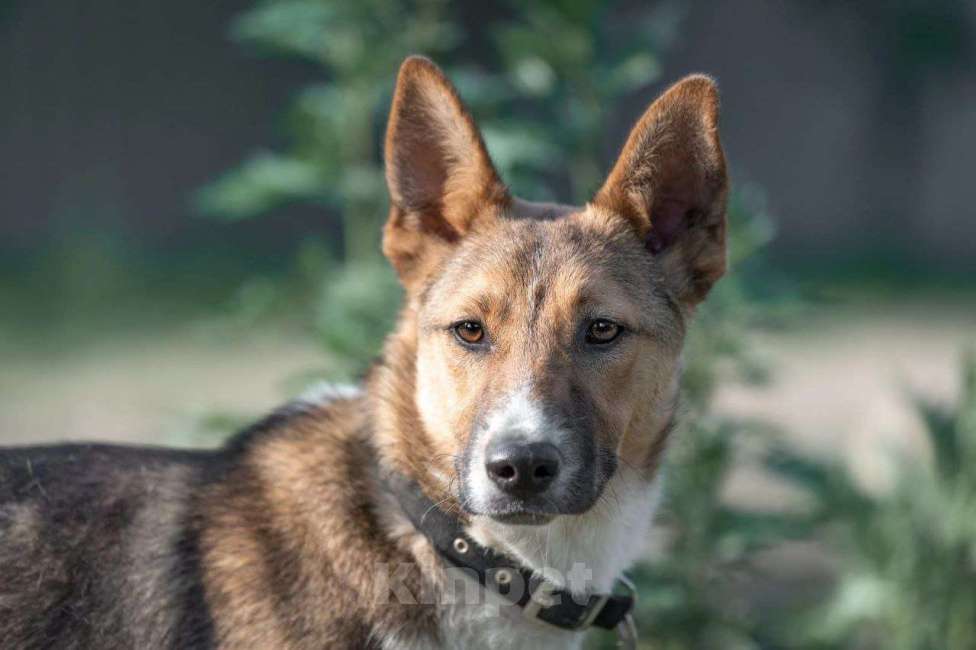 Собаки в Москве: Айк. Трусливый заяц в поисках дома Мальчик, Бесплатно - фото 4
