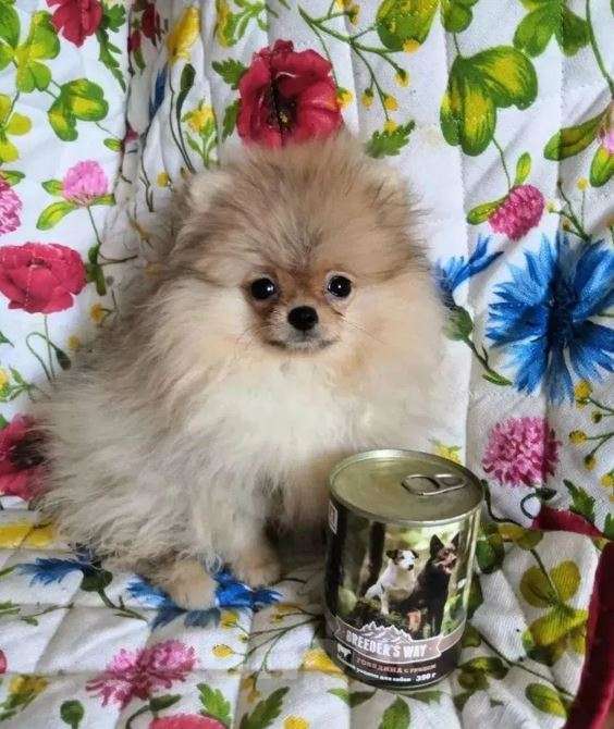 Собаки в Нижнем Новгороде: Щенки из профессионального питомника Девочка, Бесплатно - фото 2