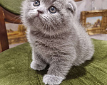 Кошки в Москве: Голубая плюшевая  Девочка, 20 000 руб. - фото 5