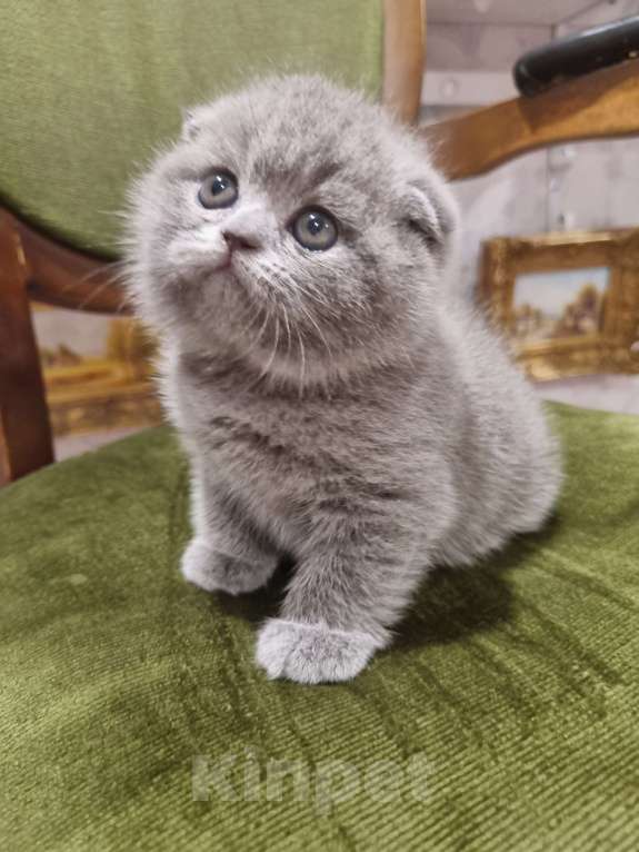 Кошки в Москве: Голубая плюшевая  Девочка, 20 000 руб. - фото 5