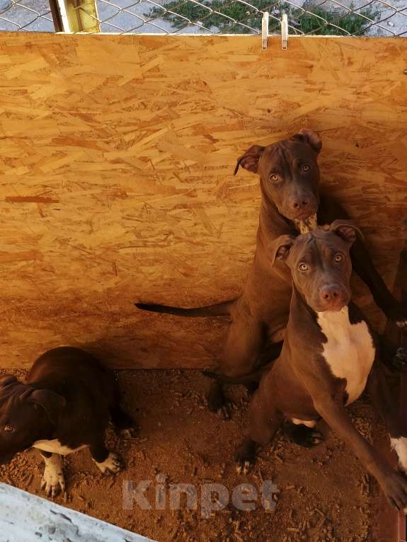 Собаки в Санкт-Петербурге: Шикарные щенки ам питбультерьера Мальчик, 45 000 руб. - фото 6