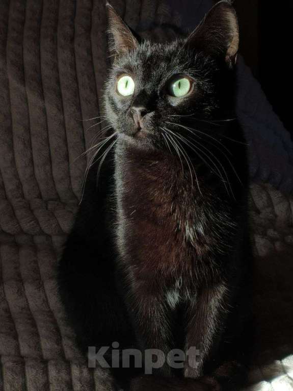 Кошки в Москве: Шанти — леди в черном. Молодая кошечка в добрые руки. Девочка, Бесплатно - фото 6