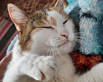 Кошки в Новосибирске: Ищу добрые руки ❤🙏 Девочка, Бесплатно - фото 2