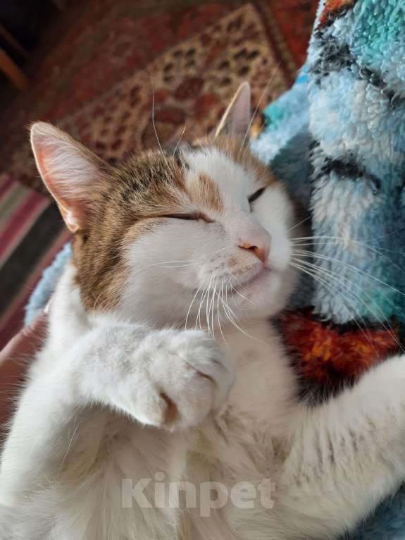 Кошки в Новосибирске: Ищу добрые руки ❤🙏 Девочка, Бесплатно - фото 2