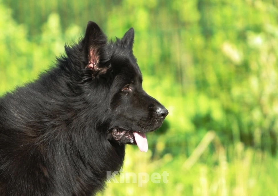 Собаки в Новосибирске: Подрощенная чёрная овчарка Девочка, 25 000 руб. - фото 9