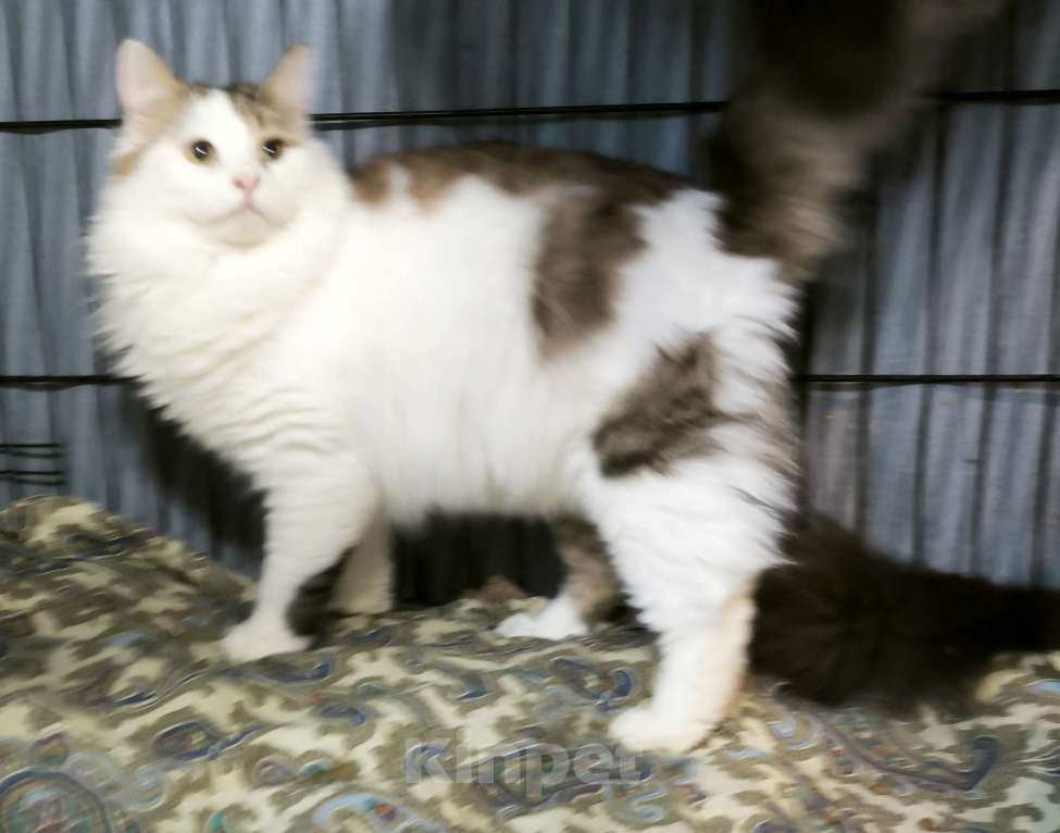 Кошки в Санкт-Петербурге: Ласковее мальчика не найдете Мальчик, 100 руб. - фото 2