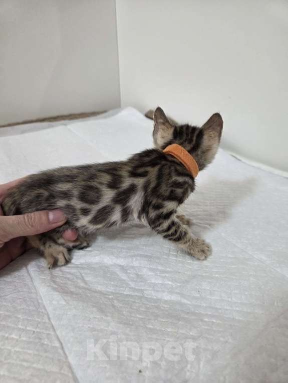 Кошки в Красногорске: Бенгальские малыши  Девочка, 30 000 руб. - фото 3