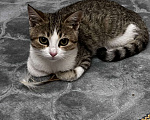 Кошки в Каспийске: Котенок в добрые руки  Девочка, Бесплатно - фото 2
