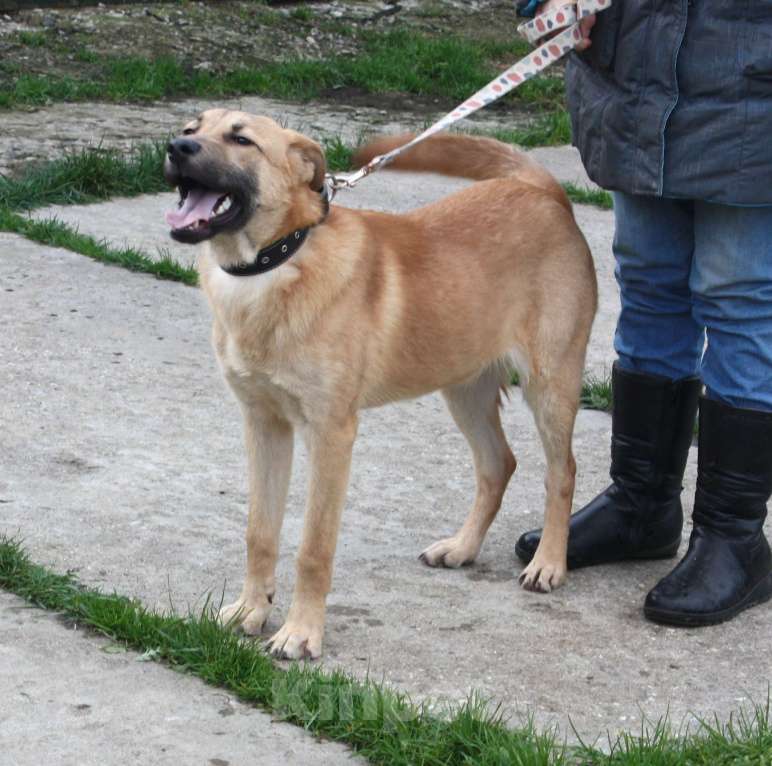 Собаки в Москве: Умный, жизнерадостный, добрый подросток Рэм в поисках своей родной семьи  Мальчик, Бесплатно - фото 4