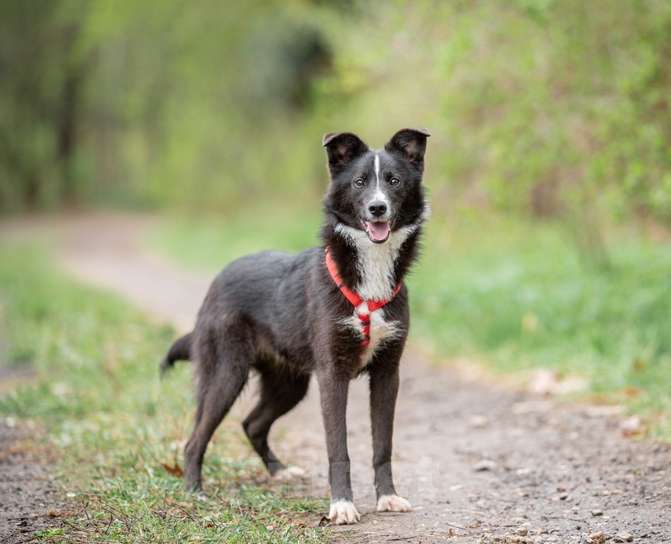 Собаки в Домодедово: Метис бордер колли Арчи ищет хозяев Мальчик, Бесплатно - фото 1