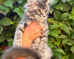 Кошки в Москве: Котята Мейн-кун Мальчик, 35 000 руб. - фото 2