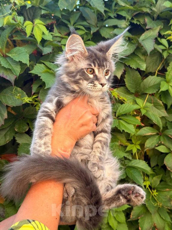 Кошки в Москве: Котята Мейн-кун Мальчик, 35 000 руб. - фото 2