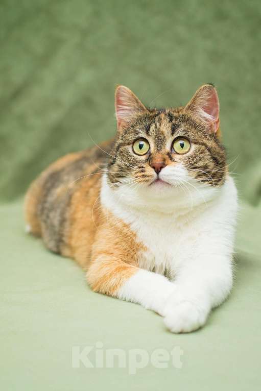 Кошки в Москве: Кошечка Габи в добрые руки Девочка, Бесплатно - фото 3