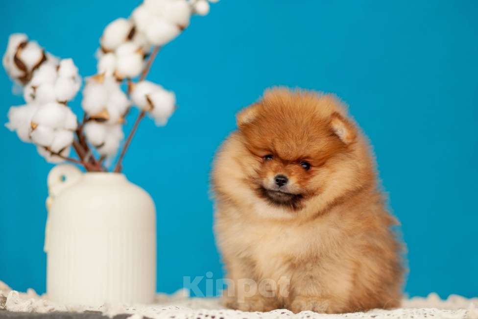 Собаки в Солнечногорске: Померанский шпиц Мальчик, 50 000 руб. - фото 2