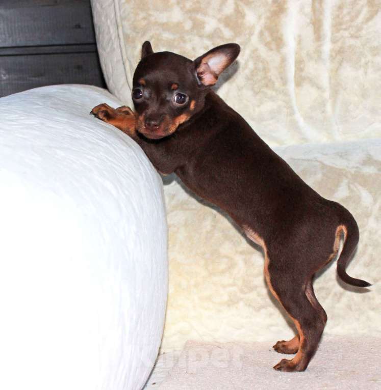 Собаки в Волгограде: Девочка горький шоколад Девочка, 17 000 руб. - фото 4