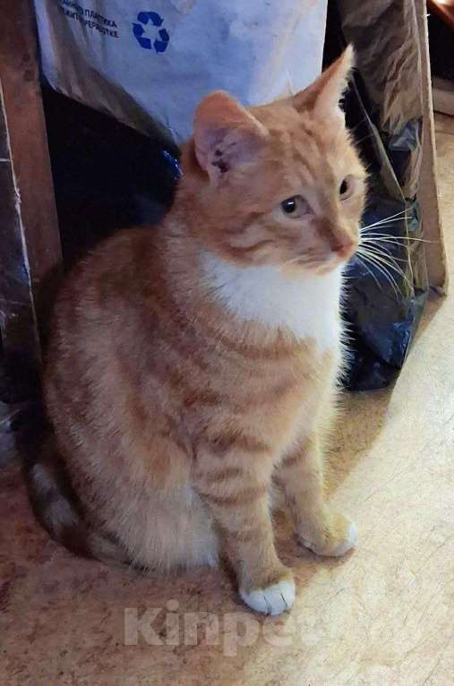 Кошки в Москве: Котенок Рыжик в добрые руки Мальчик, 100 руб. - фото 1