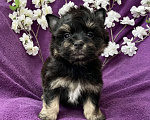 Собаки в Москве: Йорк бэби фейс мальчик чёрный стандарт Мальчик, 50 000 руб. - фото 1