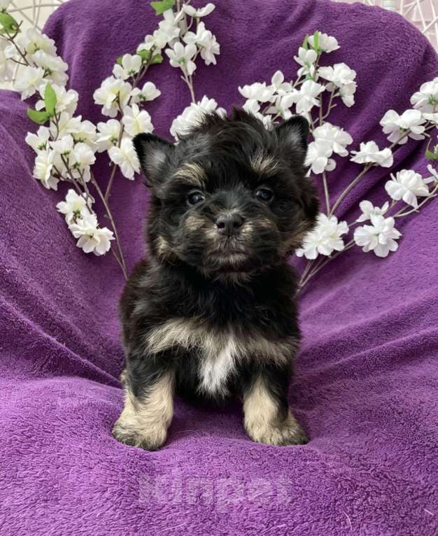 Собаки в Москве: Йорк бэби фейс мальчик чёрный стандарт Мальчик, 50 000 руб. - фото 1