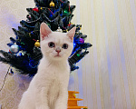 Кошки в Котельнике: Шотландский котёнок Серебристая шиншилла  Мальчик, 15 000 руб. - фото 2