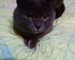 Кошки в Карабаново: Британский кот, Бесплатно - фото 1