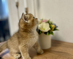 Кошки в Челябинске: Котята Шотландская золотая шиншилла с документами Разнополые, 50 000 руб. - фото 2