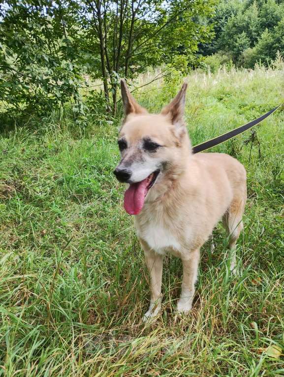 Собаки в Балашихе: Милая, скромная Леди Девочка, Бесплатно - фото 3
