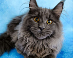 Кошки в Москве: Флинт  Мальчик, 70 000 руб. - фото 2